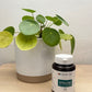 Spiruline-NaturaForce-monUKIYO-Sion-Valais